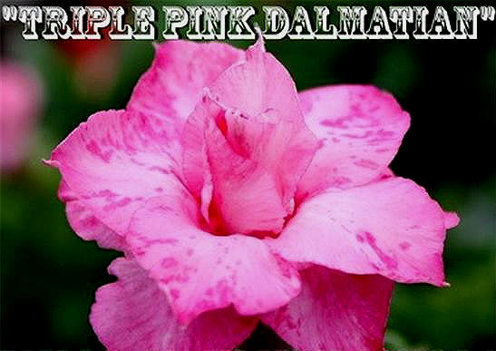 Adenium \'Triple Pink Dalmation\' 5 Seeds